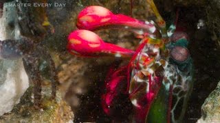 MANTIS MURDER SHRIMP Slow Motion  Smarter Every Day 121 [upl. by Bendix]