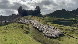 More to Shearing Sheep than taking the Wool Off  Shearing Prep [upl. by Iramaj]