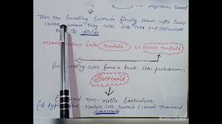 Symbiotic Nitrogen Fixation In Leguminous Plants  Class  11 amp Class 12 Rhizobium Bacteria [upl. by Birk]