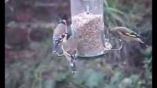 Goldfinches feeding in a storm [upl. by Sholom]