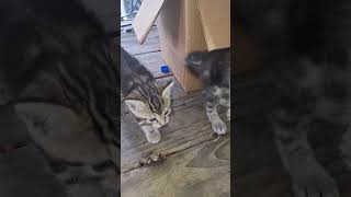 cat savecats kitten kitty cats godisreal daxandbaileyshow catshorts cute [upl. by Heron974]