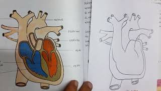 Human Heart Diagram class 7 chapter 11  NCERT [upl. by Rianna]