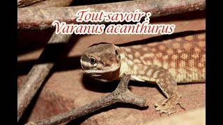 Tout savoir  Varanus acanthurus [upl. by Teyut321]