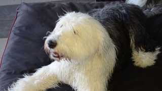 Abby The Old English Sheepdog [upl. by Lejeune]