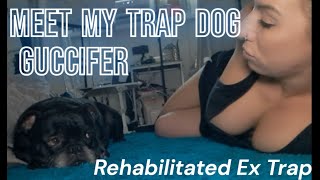 My Rehabilitated Trap Dog Guccifer [upl. by Karia409]