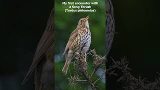 Song Thrush Turdus philomelos  Love at first Sound [upl. by Shorter]