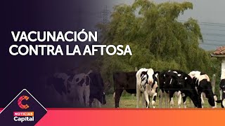 Segundo ciclo de vacunación contra la aftosa [upl. by Jeniffer772]