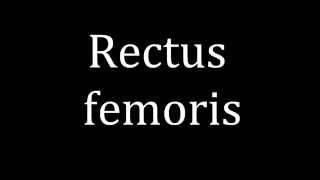 How to pronounce Rectus femoris [upl. by Ztnaj]