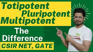 Totipotent pluripotent multipotent stem cells  Embryonic stem cells  Totipotent vs pluripotent [upl. by Nirret]