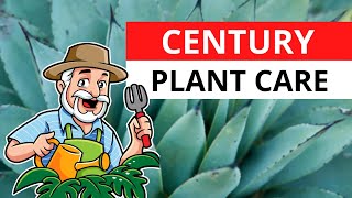 Century Plant Agave americana Best Care Tips amp Hacks [upl. by Shannon525]