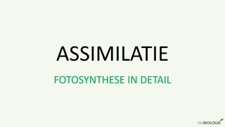 Assimilatie  Fotosynthese in detail [upl. by Ynaiffit]