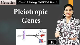 Pleiotropy  Genetics NCERT Class 12 Biology [upl. by Dnaletak]