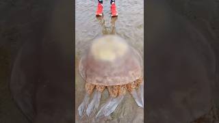 jelly fish ⚠️💢😱 never touch the jelly fish shorts jelly jellyfish yt danger [upl. by Ativet]