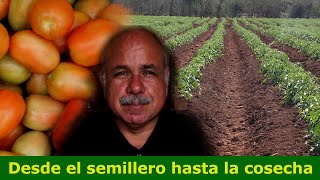 Como sembrar un cultivo de tomate [upl. by Siaht]