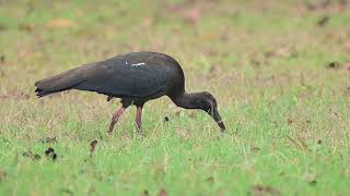 アカアシトキ（Rednaped Ibis）を観察！ [upl. by Kcod]