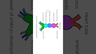 Interatrial septum development ASD [upl. by Ecneps82]