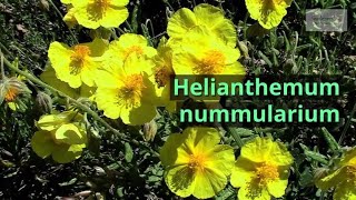 Helianthemum nummularium Growing Guide Common Rock Rose by GardenersHQ [upl. by Enwad732]