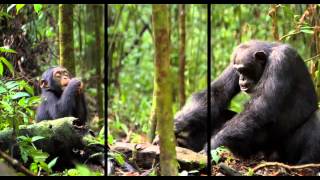 Disney NatureChimpanzee Trailer [upl. by Dyana712]