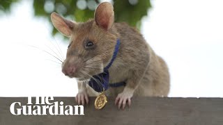 Magawa the minesniffing rat in Cambodia retires [upl. by Stanislaus]