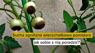 Sucha zgnilizna wierzchołkowa pomidora jak sobie z nią poradzić [upl. by Auohs109]