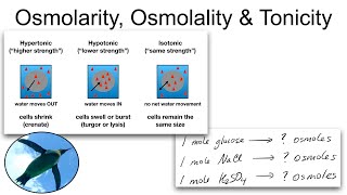 Chemistry Basics Osmolarity Osmolality and Tonicity [upl. by Dimitris]