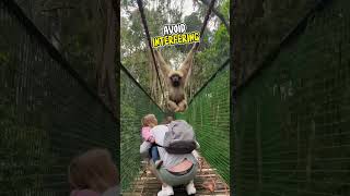 🐒Gibbon Ape Swings Over Family on Rope Bridge 🌳🌟 Monkeyland GibbonSwing shorts monkey [upl. by Tnecnev]