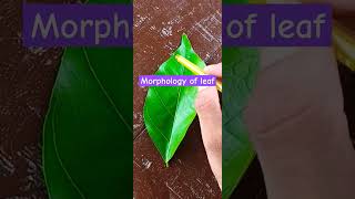 Morphology of a leaf shortvideo morphology [upl. by Auhsej545]