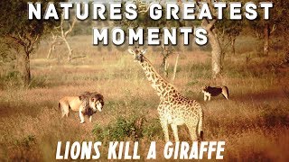 Natures Greatest Moments  Lion Pride Kill Giraffe [upl. by Ohare860]