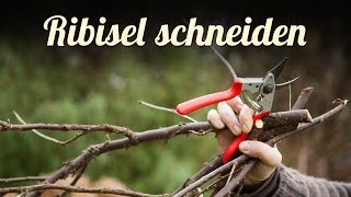 Johannisbeeren Ribisel schneiden 🍈 Beerensträucher pflegen [upl. by Waneta]