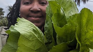 One of my favorite mustard green recipes  easy recipe for any fast cooking greens [upl. by Annal201]