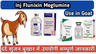 Flunixin meglumine Inj uses in Goat in hindi  Megludyne injection [upl. by Ari827]