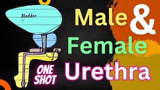 Male Urethra  Female Urethra  One Shot  Anatomy  In Hindi  BAMS 1ST Year [upl. by Dorothi57]