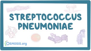 Streptococcus pneumoniae  an Osmosis Preview [upl. by Petersen433]