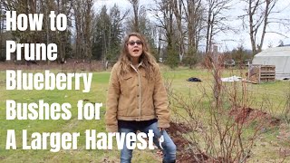 How to Prune a Blueberry Bush for a Larger Harvest [upl. by Aloke746]