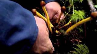 Paul Stamets finds Cordyceps capitata on truffle in old growth forest [upl. by Irianat]