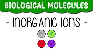 A Level Biology quotInorganic ionsquot [upl. by Annoed]