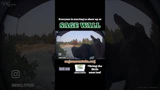 SAGE WALL is Now Taking Reservations sagewall montana booknow [upl. by Harrod]