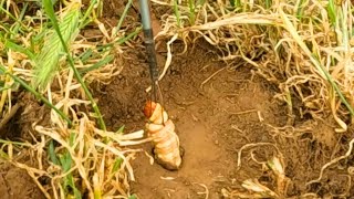 How to catch Bardi Grubs The best Murray Cod fishing bait [upl. by Aicilana]