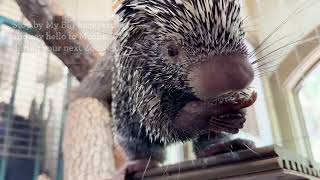 Meet Mocha 8MonthOld PrehensileTailed Porcupine [upl. by Corliss]