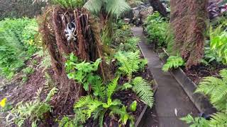 Our fernery 15th May 2024 [upl. by Obel]