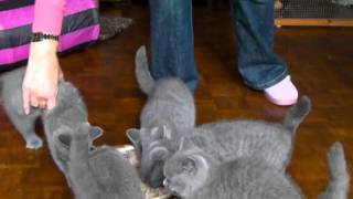 12 week old kittens enjoying their dinner [upl. by Eniac]