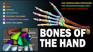 BONES OF THE HAND LEARN IN 25 MINUTES [upl. by Marcello]