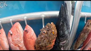 WAHOO  snapper  destin charter fishing  invincible 33 catamaran [upl. by Hayley90]