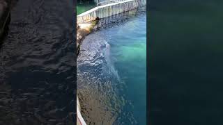 Sea Life Park  Swimming Dolphins  Oahu Hawaii [upl. by Trev]