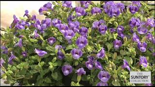 Summer Wave Torenia Offers Outstanding Garden Performance [upl. by Ive]