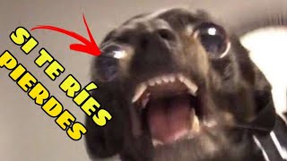 🤣 Si no te RÍES no eres HUMANO 🐱🐶 Videos Chistosos de Animales [upl. by Batish221]