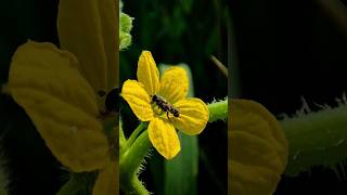 Happy Bee is pollinating flowers😍 nature [upl. by Hsur]