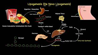 Lipogenesis Summarised [upl. by Ziegler946]