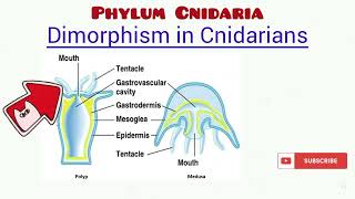 Phylum Cnidaria updated [upl. by Phillada806]