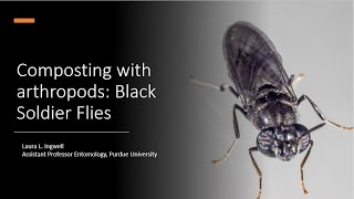 Composting with Black Soldier Flies [upl. by Leunas]